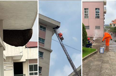 Xử lý tổ ong ở Khu chung cư 9 tầng Đông Khê (quận Ngô Quyền) 